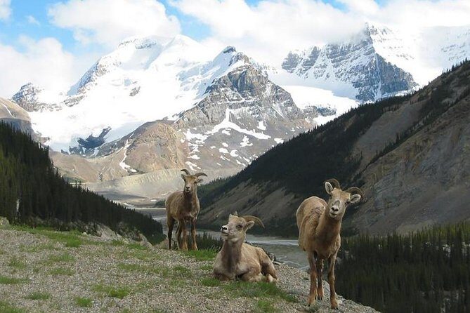 3 Day Rocky Mountains Columbia Icefields Banff and Yoho NP Tour - Lunch at Lake Louise Village Grill & Bar: planned, but not included