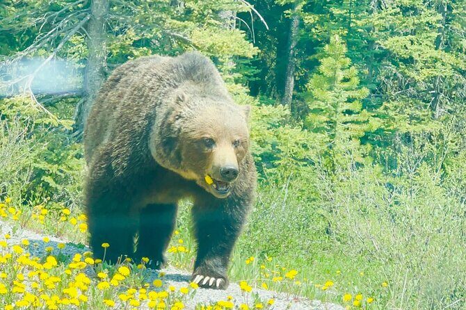 Banff Gondola Hot Springs Bow Falls and Three Lakes tour - Banff Avenue: your built-in lunch and souvenir window