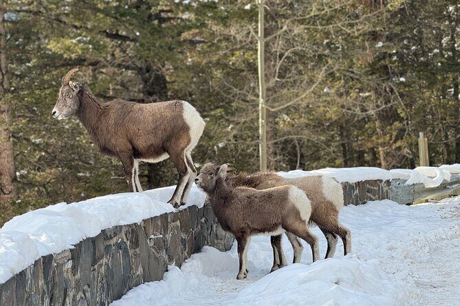 Banff Highlights: Moraine Lake, Lake Louise and beyond - Lake Louise: 1 hour 20 minutes is the sweet spot