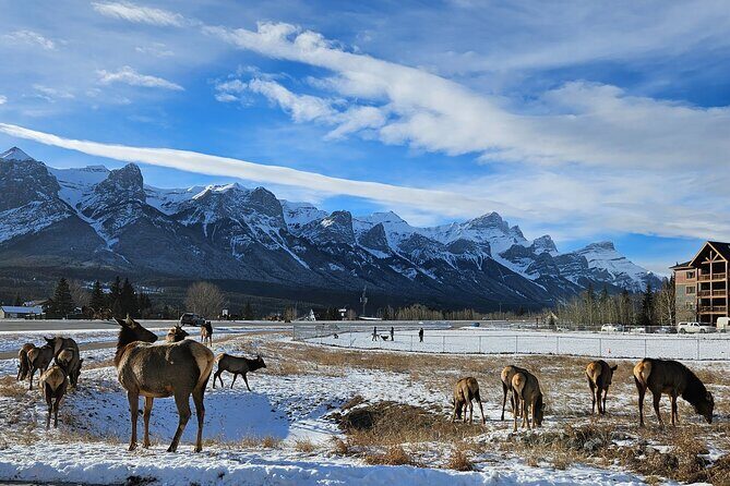 Banff Private Tour - Beyond the basics - Lake Louise: why 90 minutes can feel either perfect or tight
