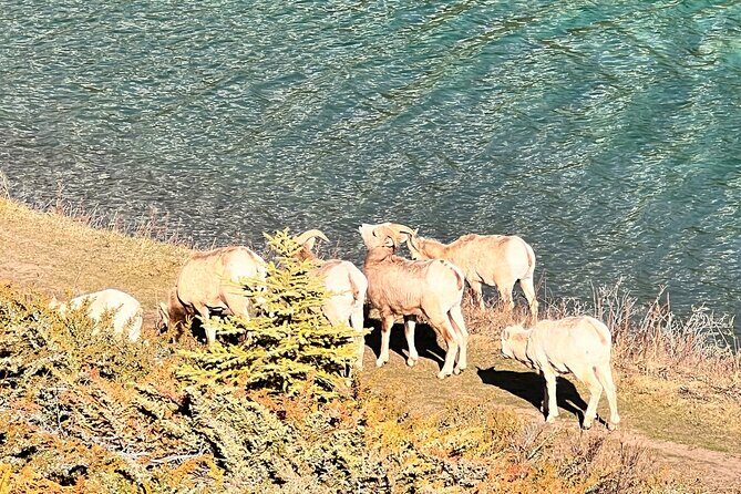 Banff Town ,Lake Louise, Moraine , Emerald & Johnston Canyon Tour - Price and value: what $112.65 buys you, and what it does not