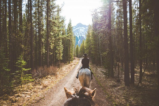 Buffalo Loop 1-Hour Horseback Trail Ride in Kananaskis - Meet your horse: calm, trained, and good for public handling