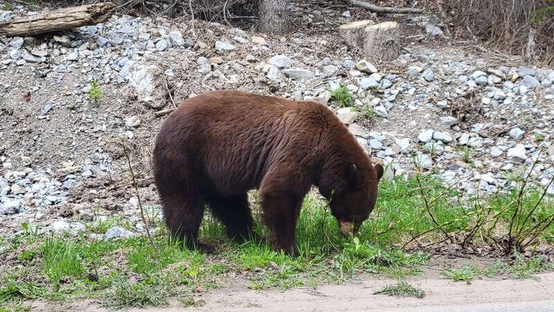 Calgary: 2-Day Banff National Park Highlights Summer Tour - FAQ