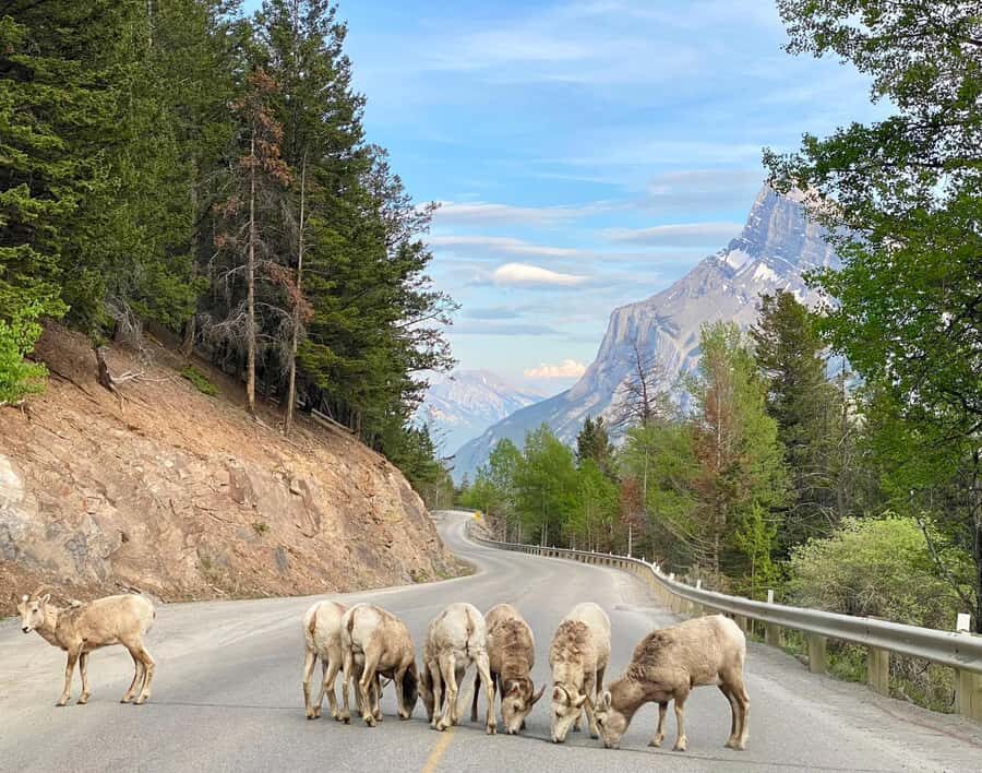 Calgary/Canmore: Banff National Park & Lake Louise Day Trip - Johnston Canyon frozen waterfalls (Oct 15 to Jun 1) and why winter footwear changes everything