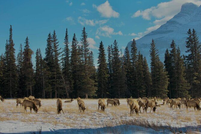 Calgary To: Lake Louise, Emerald Lake & Johnston Canyon (Shared) - Johnston Canyon and Natural Bridge: Big Payoffs, Easy Rhythm