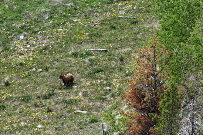 Calgary to the Rocky Mountains Private Day Tour - Stop 4: Yamnuska Wolfdog Sanctuary self-paced walk (about 1 hour)