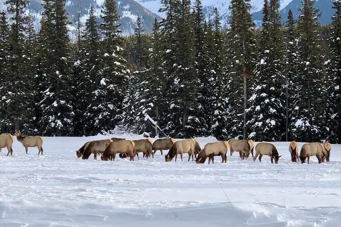 Experience Banff & Lake Louise | Moraine - PRIVATE DAY TOUR - How this day tour actually paces Banff and the two big lakes