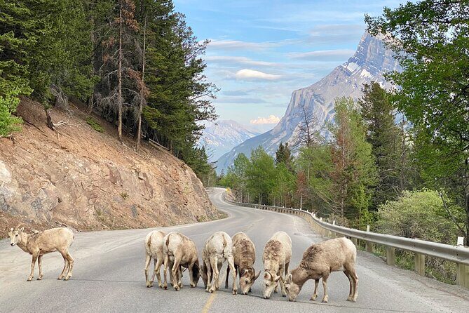 Explore Banff National Park with Our Premium Day Tour - Pickup windows and how the schedule really feels