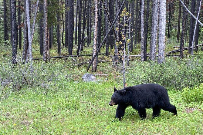 Icefields Pkwy: Lake Louise | Bow | Peyto|Glacier - PRIVATE TOUR - FAQ