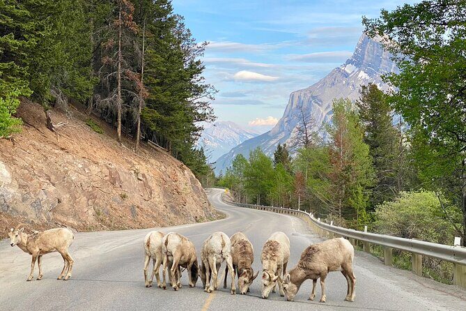 Johnston Canyon, Lake Louise & Banff: Small-Group Day Tour - Banff Avenue time: shops, lunch choices, and a real town break