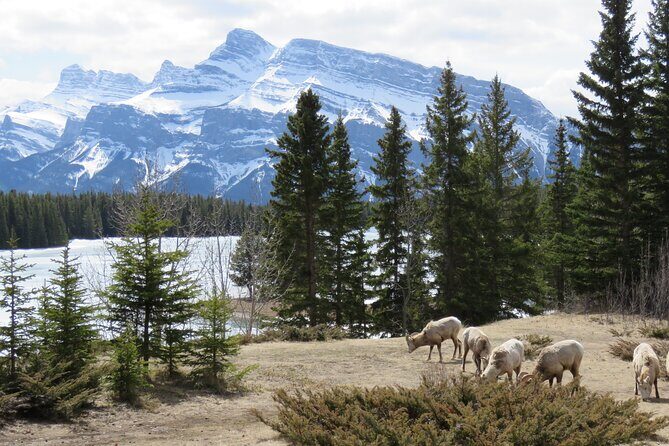 Transfer to Canmore & Banff: Yamnuska Wolfdog Sanctuary Tour - Timing reality check: why the sanctuary is first and the rest is compressed