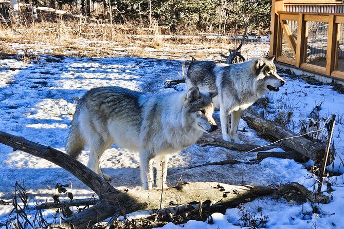 Transfer to Canmore & Banff: Yamnuska Wolfdog Sanctuary Tour - Price and value: why $79.98 can feel fair here