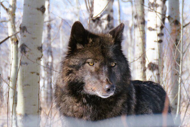 Transfer to Canmore & Banff: Yamnuska Wolfdog Sanctuary Tour - The Banff National Park day pass: what it lets you do