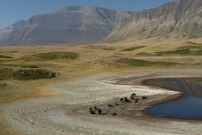 Waterton-Glacier International Peace Park | Be a Wildflower - Bison Paddock Loop Road and Lundbreck Falls: prairie wildlife and sandstone history